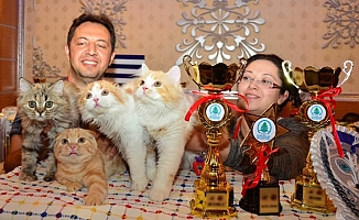Pursaklar Kedi Güzellik Festivali Başlıyor...