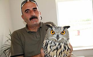 Sivas'ta yaralı puhu kuşu tedaviye alındı