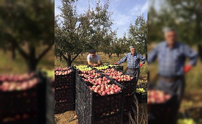 Yalıhüyük'te 2018 yılında 250 ton elma üretildi