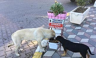 Yenifakılı Belediyesi sokak hayvanlarını unutmadı