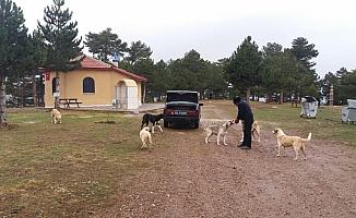 Yalıhüyük Belediyesi, yayladaki köpeklere yiyecek bıraktı