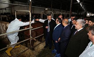 Aksaray'da yüksek verimli sığır ırkı yetiştirme projesi