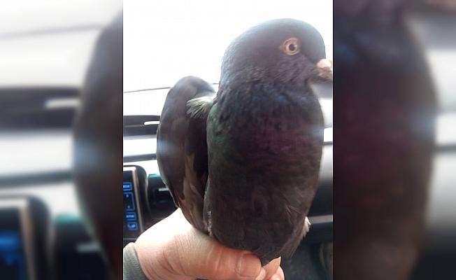Konya'da yaralı yabani güvercin koruma altına alındı