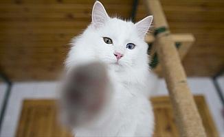 Ankara kedisi 'sevgiyle' hayata tutunuyor