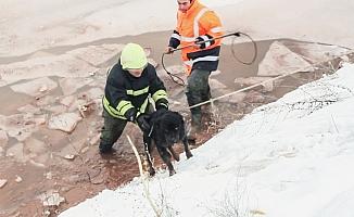 Donan Kızılırmak'ta mahsur kalan köpeği itfaiye kurtardı