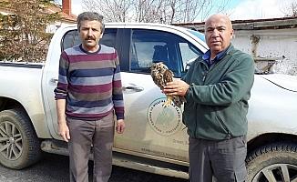 Konya'da yaralı halde bulunan orman baykuşu, koruma altına alındı
