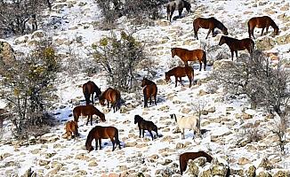 Murat Dağı'nda yılkı atlarının yem mücadelesi