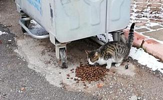 Nallıhan'da sokak hayvanlarına yem desteği