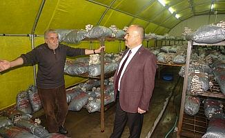 Sivas'ta istiridye mantarı üretimi