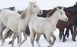 Yılkı atları kar üstünde ayrı güzel