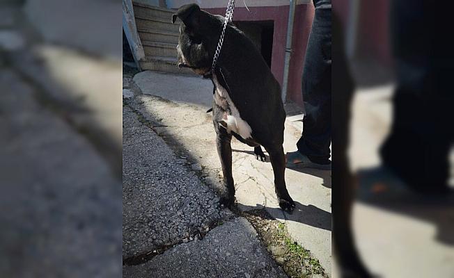 Evden çalınan köpeği polis buldu