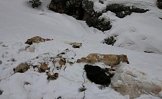 Konya'da 7 köpek ayakları bağlı halde ölü bulundu