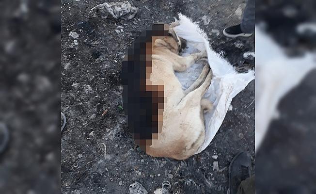 Konya'da çuval içerisinde yakılmış köpek ölüsü bulundu