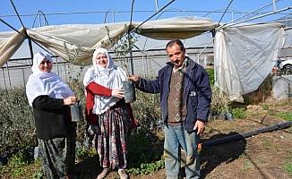 Mihalgazi'de çiftçilere zeytin fidanı