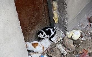 Sivas'ta kedi kurtarma operasyonu