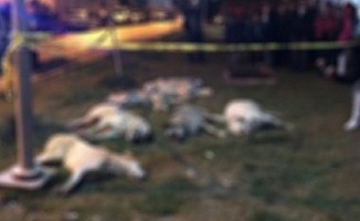 Ankara'da köpeklerin zehirlendiği iddiası
