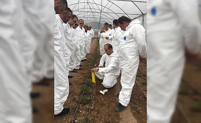 Beyşehir'de seralarda domates güvesi zararlısı ile mücadele çalışmaları