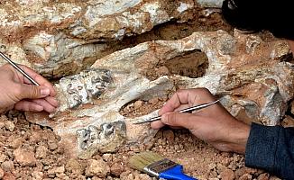 Kurutlu'da bulunan milyon yıllık fosillere uluslararası inceleme