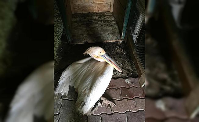 Yaralı pelikan koruma altına alındı