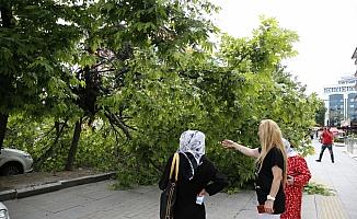 Ankara'da Devrilen ağaç nedeniyle bir kişi yaralandı