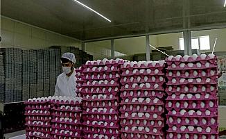 Irak'ın ithalatı durdurması yumurta fiyatını düşürdü