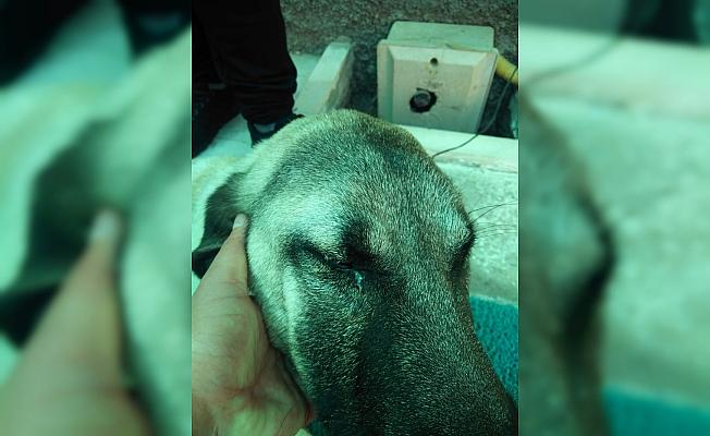Kangal köpeğine göz ameliyatı