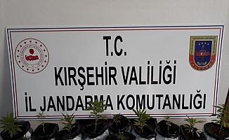 Kırşehir'de Hint keneviri operasyonu