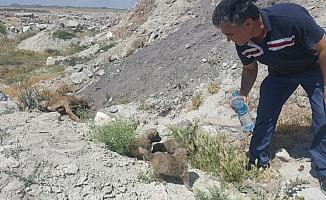 Konya'da 12 köpek telef edilmiş halde bulundu