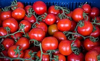 Rusya'ya domates ihracatındaki artış yüz güldürüyor