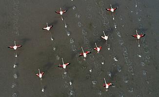 TEMİZ ÇEVRE TEMİZ SU - Tuz Gölü flamingolarla bir başka güzel
