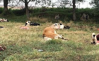 Yenifakılı'da elektrik akımına kapılan 8 inek telef oldu