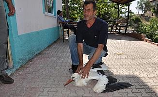 Beyşehir'de yaralı leylekler koruma altına alındı