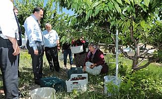 Kabalı meyve bahçesinin kirazı Çin'e ihraç ediliyor