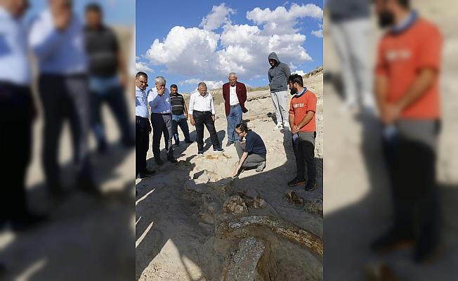 Kayseri'de 7,5 milyon yıllık zürafa fosili bulundu