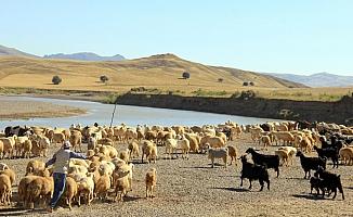 Koyunlar meraya ulaşmak için Kızılırmak'tan geçiyorlar