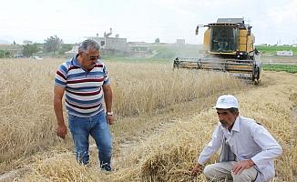 Nevşehir'de saman hasadı başladı