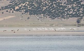 Flamingoların değişmeyen durağı: 'Yarışlı Gölü'