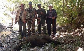 Karaman'da yaban domuzu avı