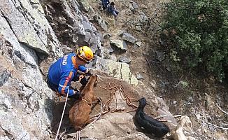 Kayalıklarda mahsur kalan 4 keçi kurtarıldı