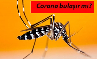 Corona Virüs, Sivrisineklerden Bulaşır Mı?