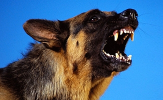 Çankaya’da Sokak Köpekleri İnsanlara Saldırıyor!