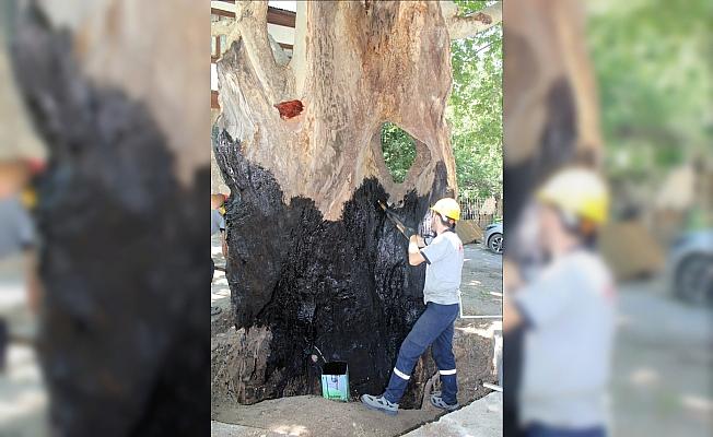 650 yaşındaki tarihi çınar ağacı tedavi edildi