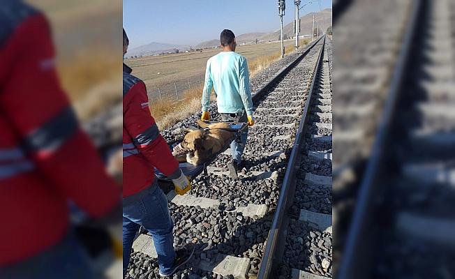 Kayseri'de trenin çarptığı köpek tedavi altına alındı