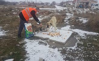 Akşehir Belediyesi'nden sokak hayvanlarına yiyecek desteği