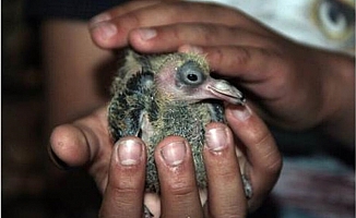 Ankara'da zabıta personeli, evinin bahçesinde bulduğu güvercin yavrusuna sahip çıktı