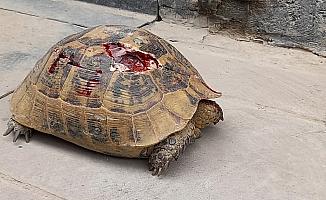 Beypazarı'nda yaralı halde bulunan kaplumbağa tedaviye alındı