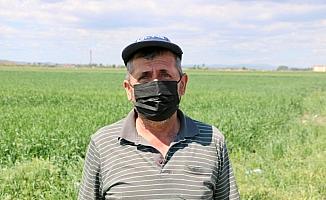 Eskişehirli çiftçiler Cumhurbaşkanı Erdoğan'ın açıkladığı hububat alım fiyatlarını memnuniyetle karşıladı