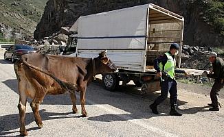 Sivas'ta 2 gün önce kaybolan ineği jandarma ekipleri buldu