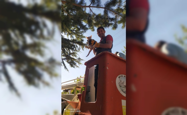 Ağaçta mahsur kalan kedi yavrusunu itfaiye ekipleri kurtardı