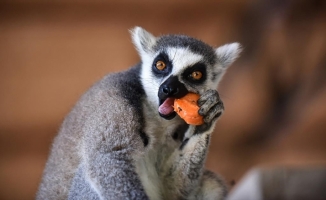 Tarsus Doğa Parkı'nın 'Madagaskarlı' sakinleri: Lemurlar